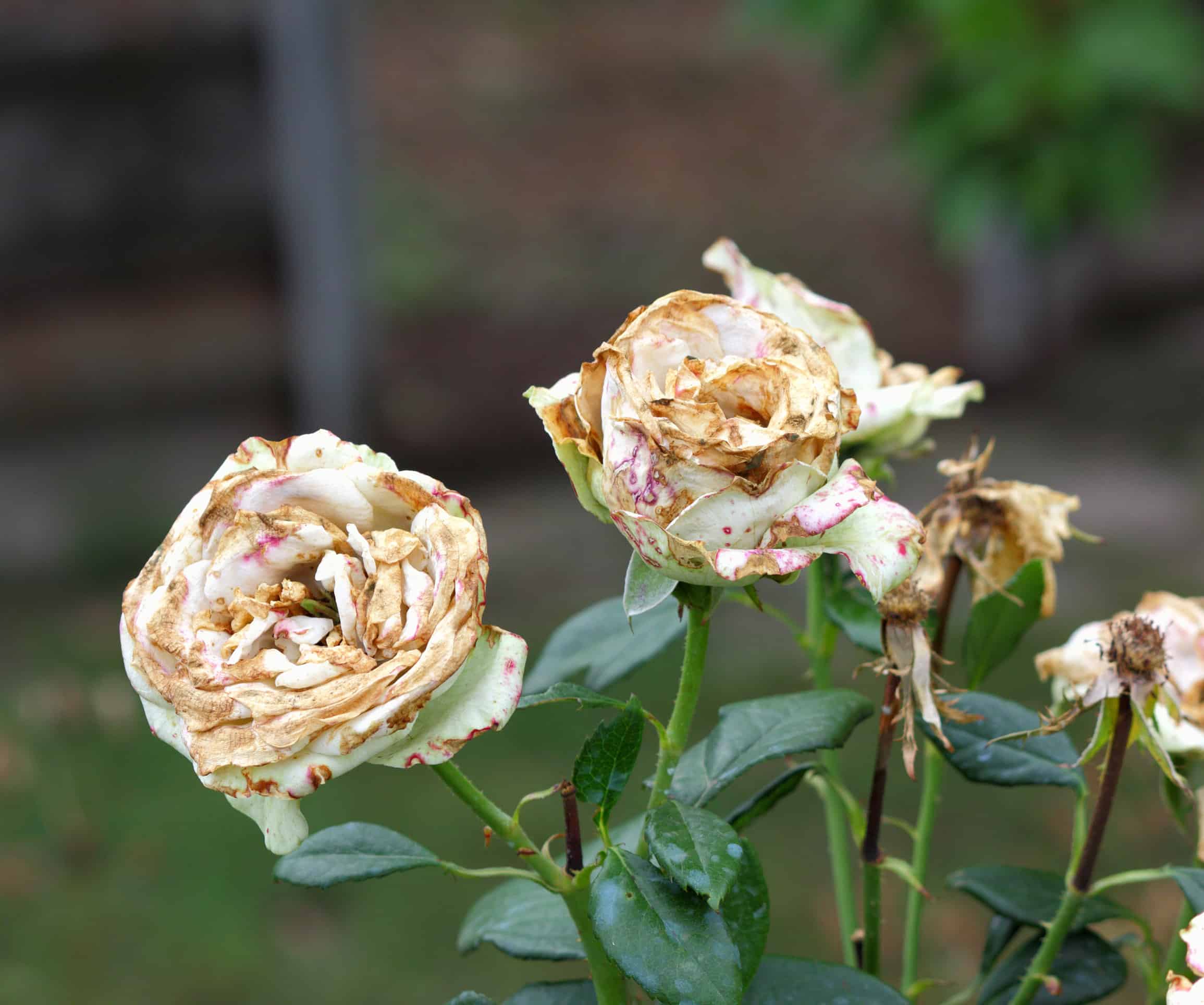 22 Potential Rose Pests And Problems