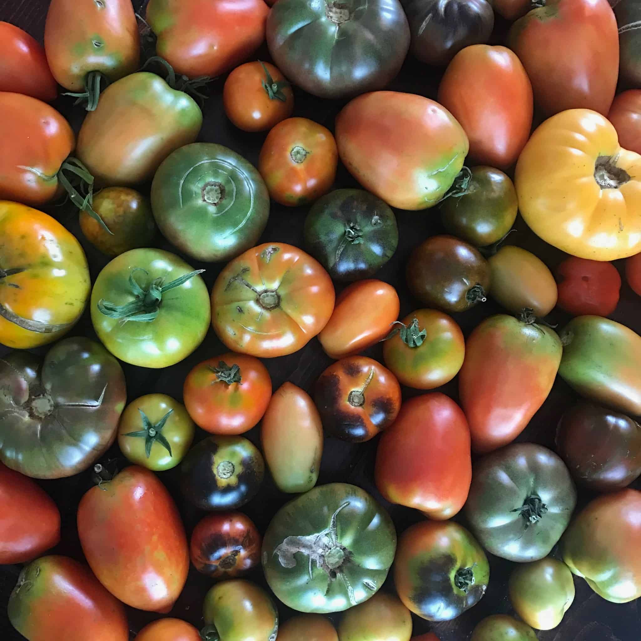 12 Ideal Food Security Garden Crops to Supplement Low Income
