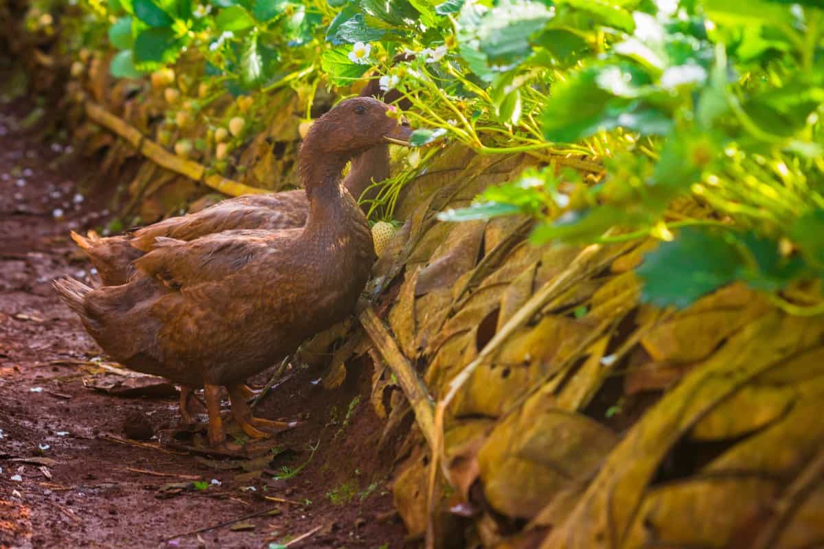Ducks in a garden
