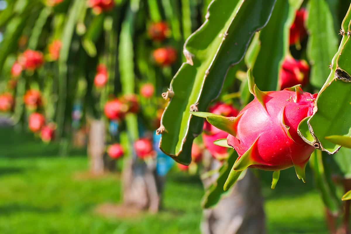 How to Grow Dragon Fruit Tree: Secrets for a Bountiful Harvest
