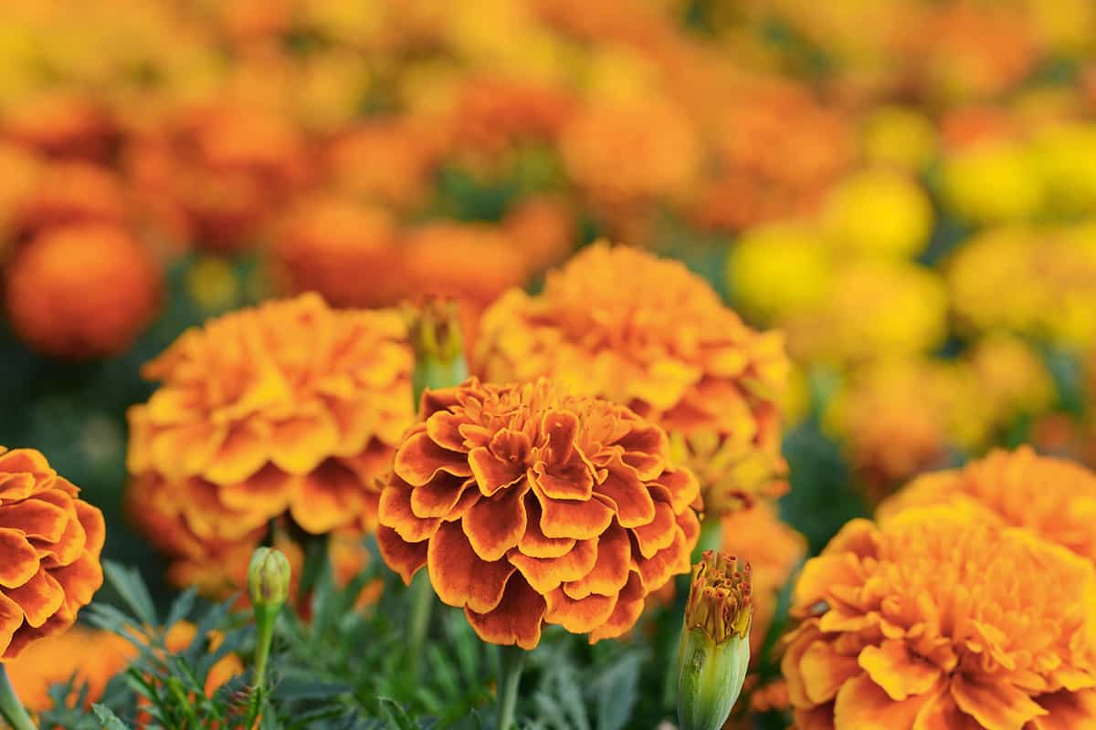 How To Grow Marigolds In Your Garden