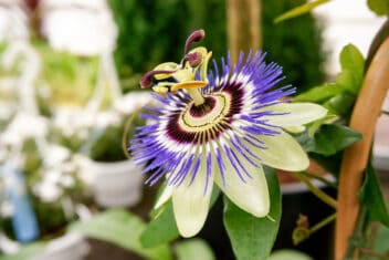 purple passionflower growing on a vine