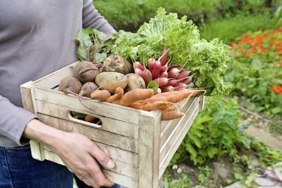 5 Root Cellar Alternatives to Save Your Harvest