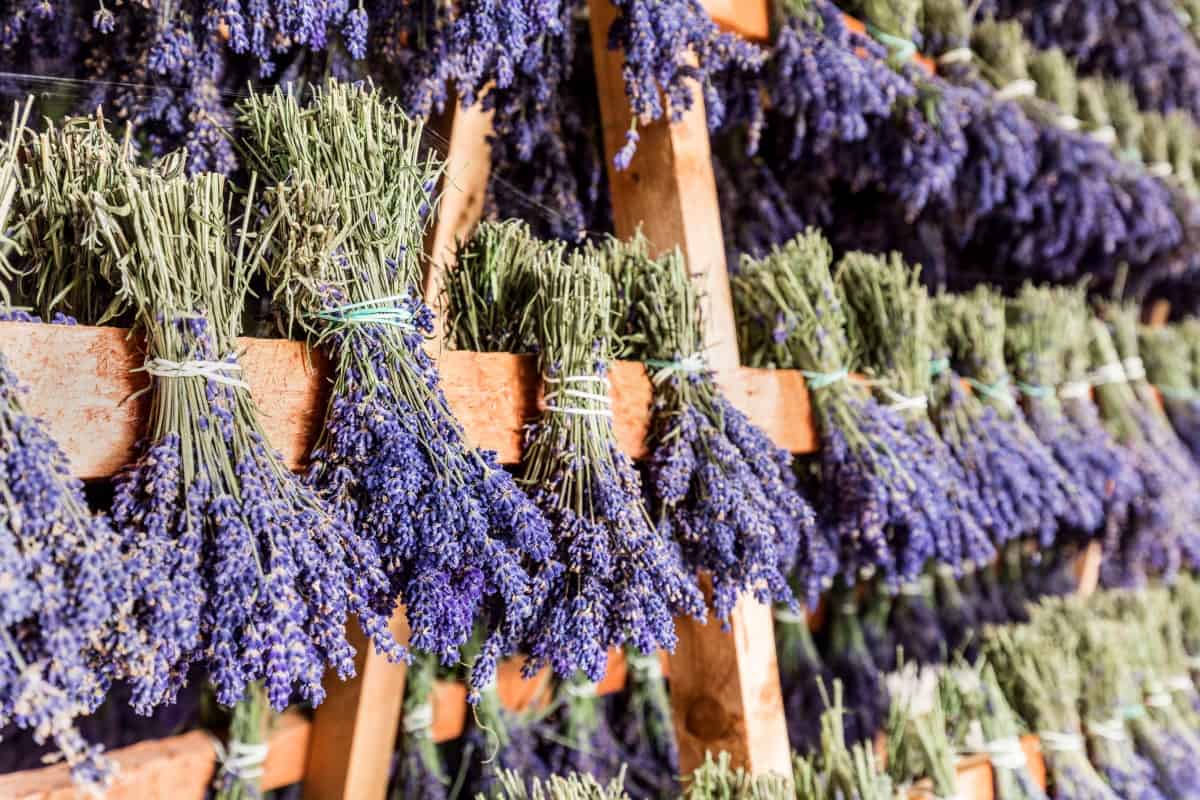 How to Dry Lavender at Home