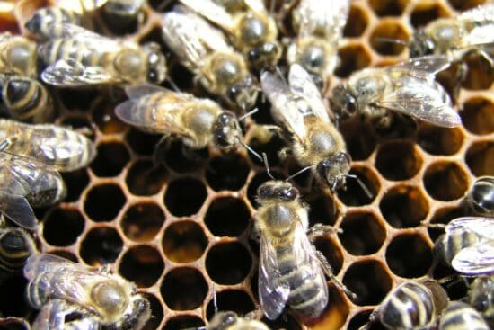 What is a Queenless Hive and What Can You Do to Fix It?
