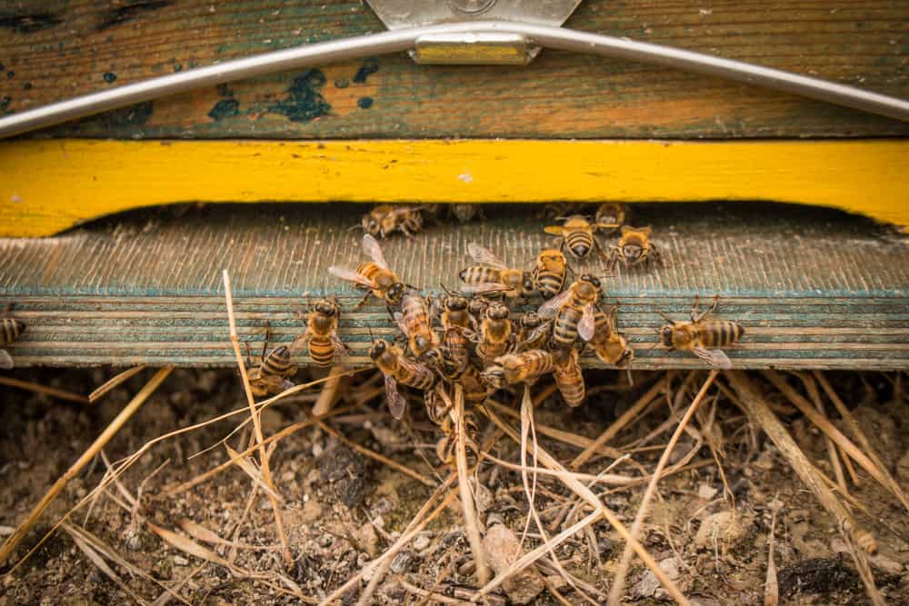 What Is A Queenless Hive And What Can You Do To Fix It