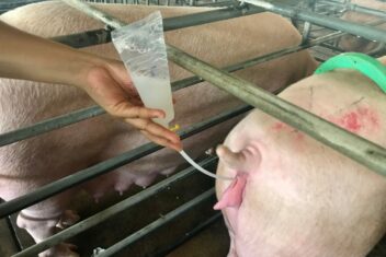 AI Breeding for Pigs