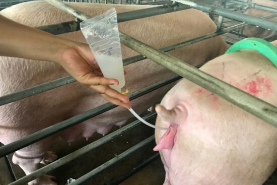 AI Breeding for Pigs