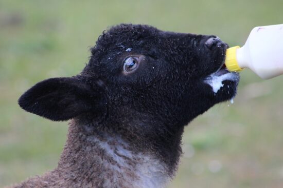 All You Should Know About Bottle-Feeding Lambs