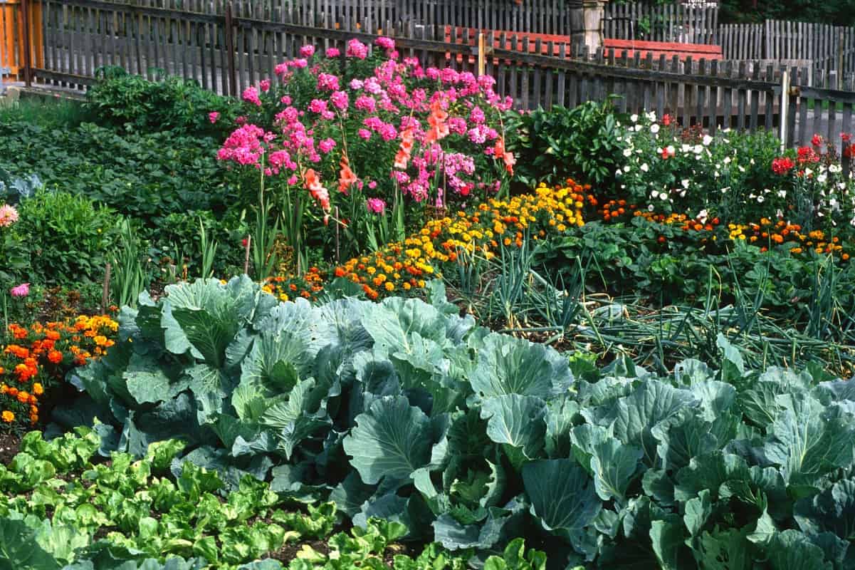 Flowers You Shouldn T Plant Near Vegetables And What To Do Instead