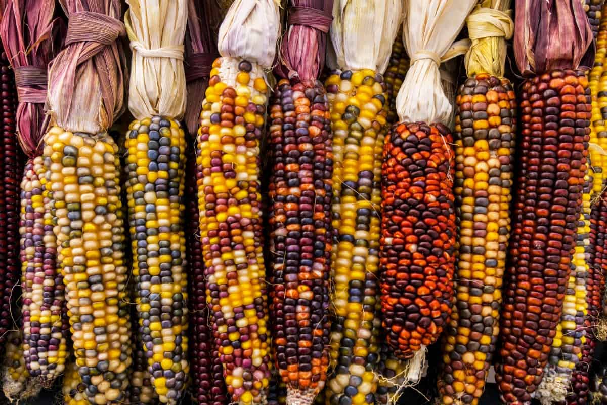 Ornamental corn