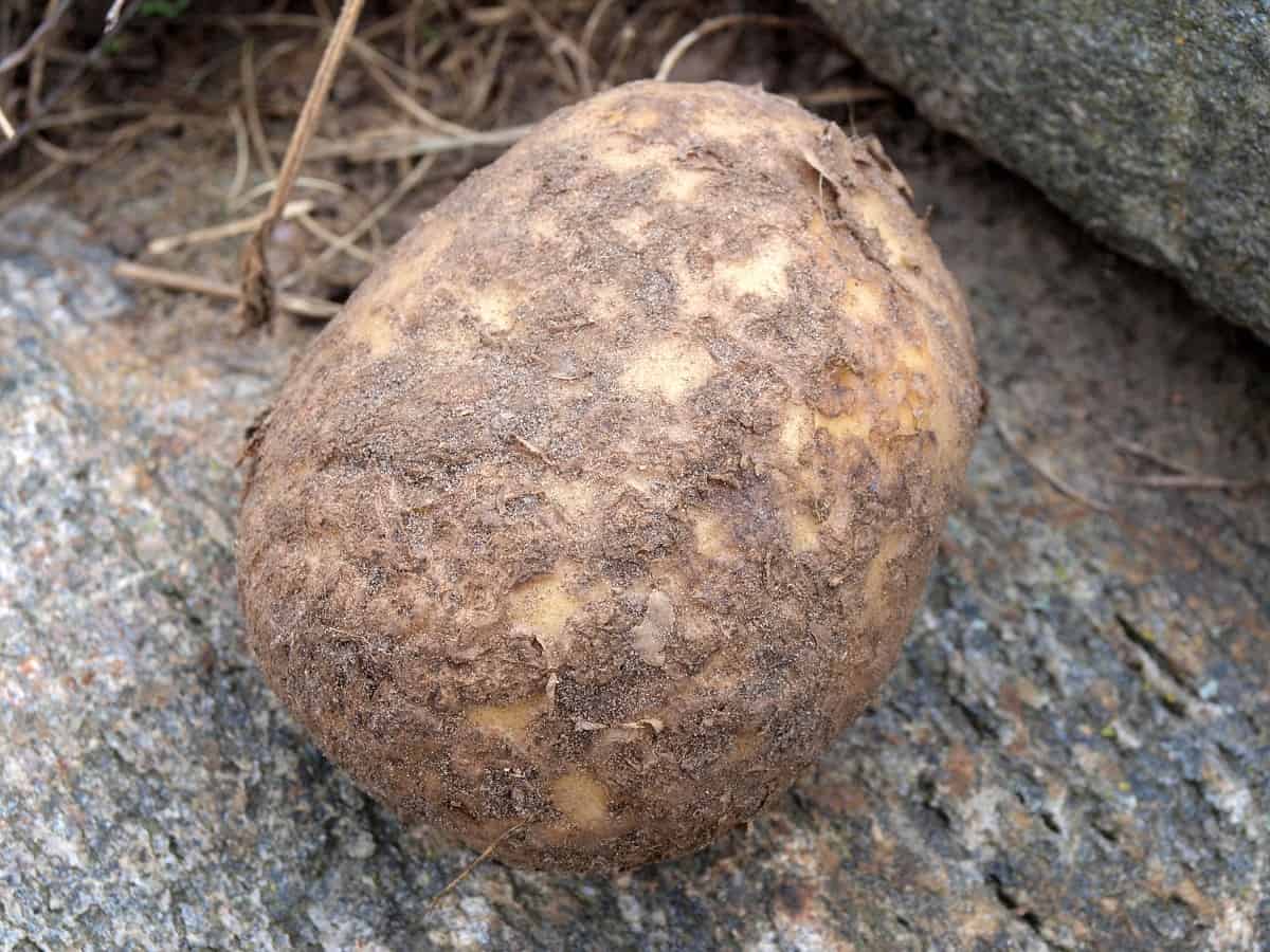 How to Combat Scab in Potatoes:Varieties With High Resistance to Common and Powdery Scab