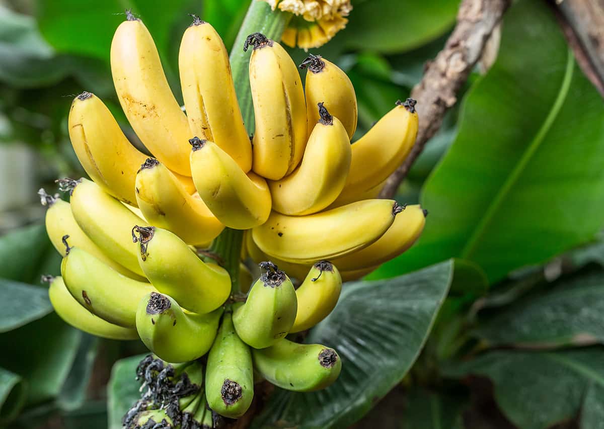 Môžete hnojiť banánovníky počas plodenia