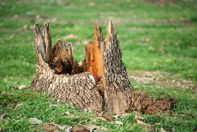 6 Tree Stump Removal Options to Get Rid of Stumps Painlessly