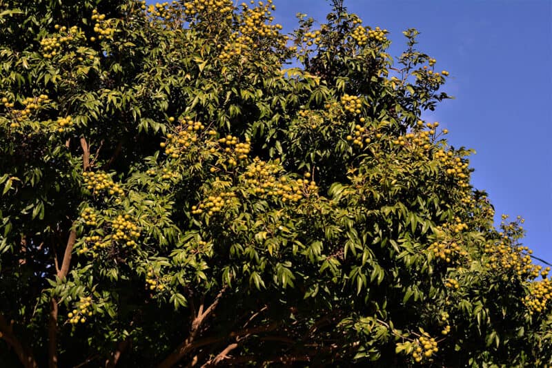 Florida Soapberry Soapnut Rare Tree Sapindus marginatus 10 Seeds Free Shipping 