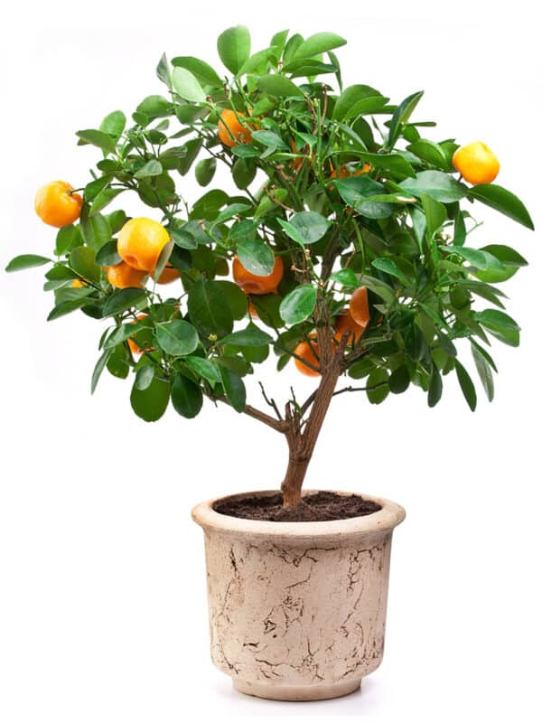 Growing a Tangerine Tree No Matter Where You Live