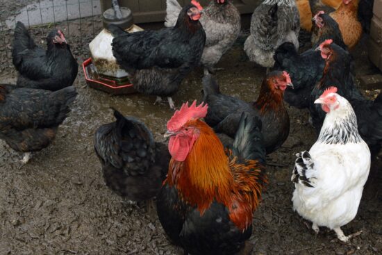 How to Fix a Muddy Chicken Run For a Healthier Chicken Environment