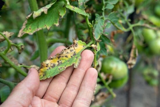 What Is Septoria Leaf Spot and How To Prevent & Treat It