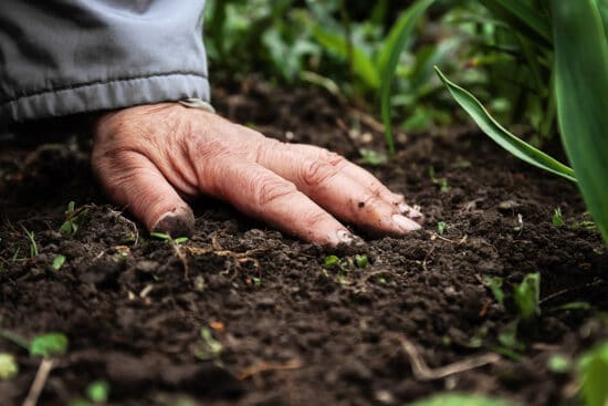 How and Why You Should Add Probiotics to Your Garden Soil