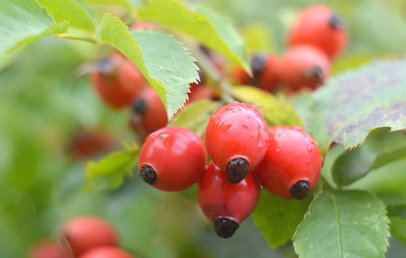 How to Harvest and Use Rosehips