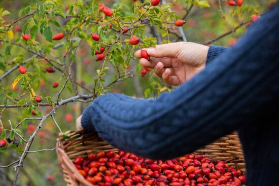 How to Harvest and Use Rosehips