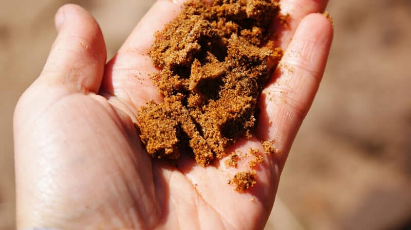 Gardening on Sandy Soil: 4 Ways to Improve Sandy Soil and What to Plant