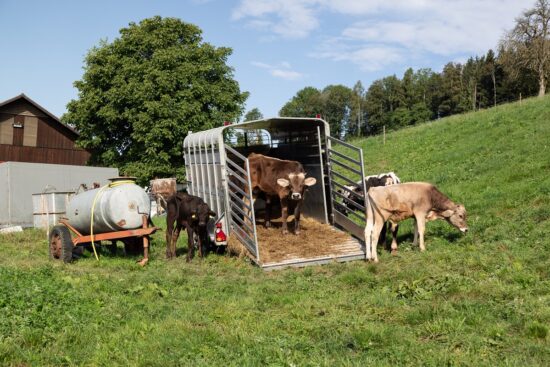 Rehoming Livestock for the Best Possible Future for Your Animals
