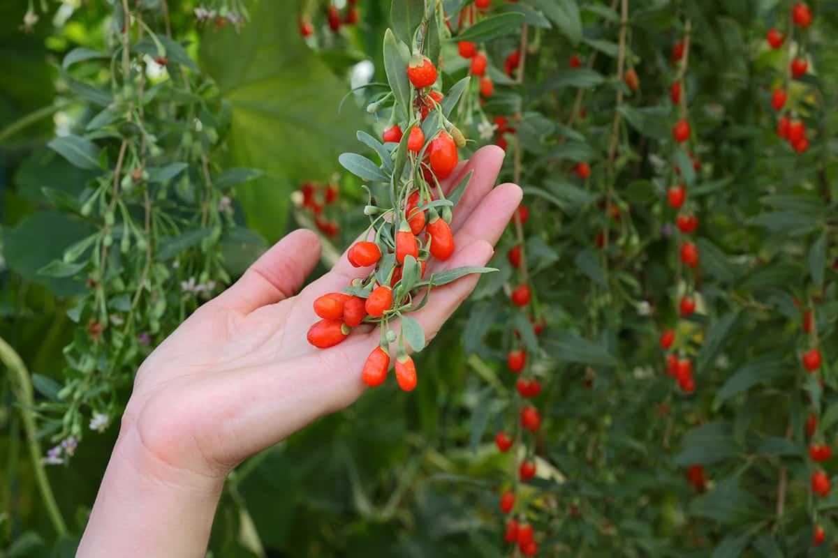 Uafhængighed nitrogen smør Goji Berry Plant: What You Should Know About Growing This Healthy Food