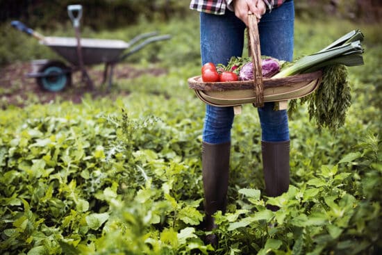 Veganic Gardening: The Basics of Natural, Animal-Free Growing