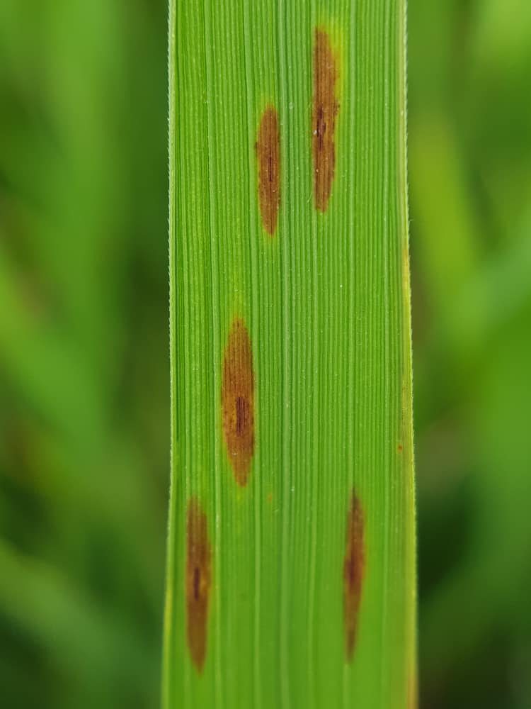 10 Most Common Asparagus Diseases and How to Treat Them