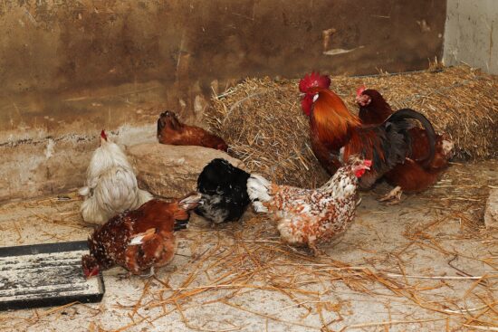 6 Chicken Coop Floor Options and Which One Is Right for You