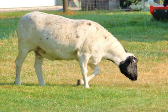 Limping Goats or Sheep: What’s Causing My Animal’s Lameness?