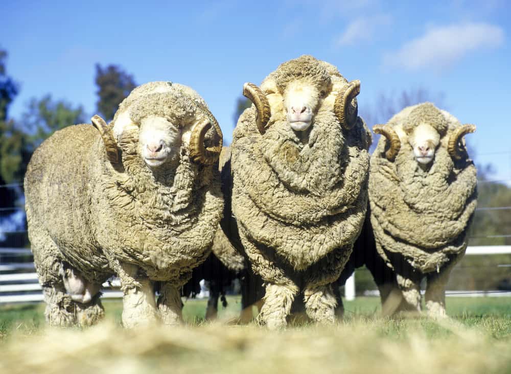 Merino Sheep Breed Information A Good Forager And Producer Of High Merino Sheep Breed Information A Good Forager And Producer Of High