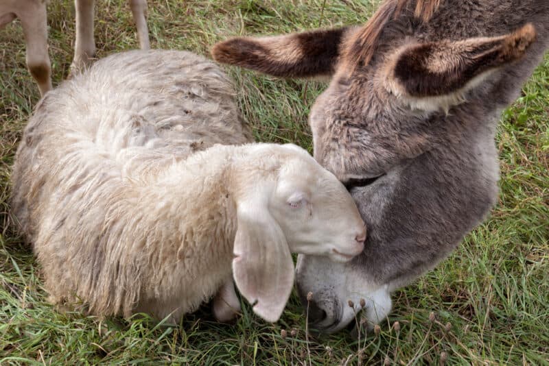 7 Sheep Companion Animals as Livestock Guardians