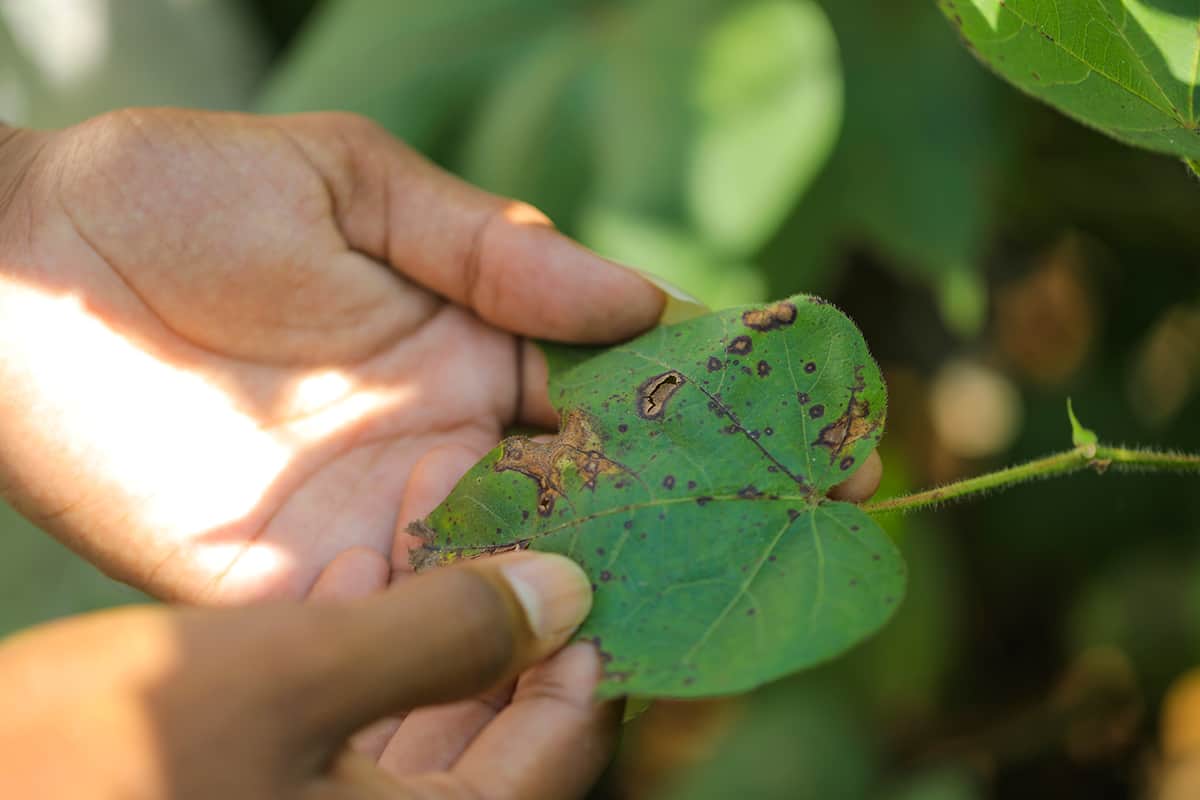 Bacterial Leaf Spot: How to Identify and Control This Deadly Plant Disease