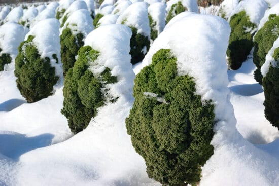 14 Best Short-Season Crops for Cold Climates