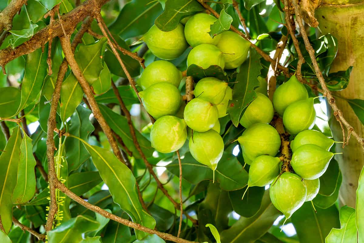 Growing Macadamia Nut Trees: Varieties, Planting Guide, Care, Problems ...