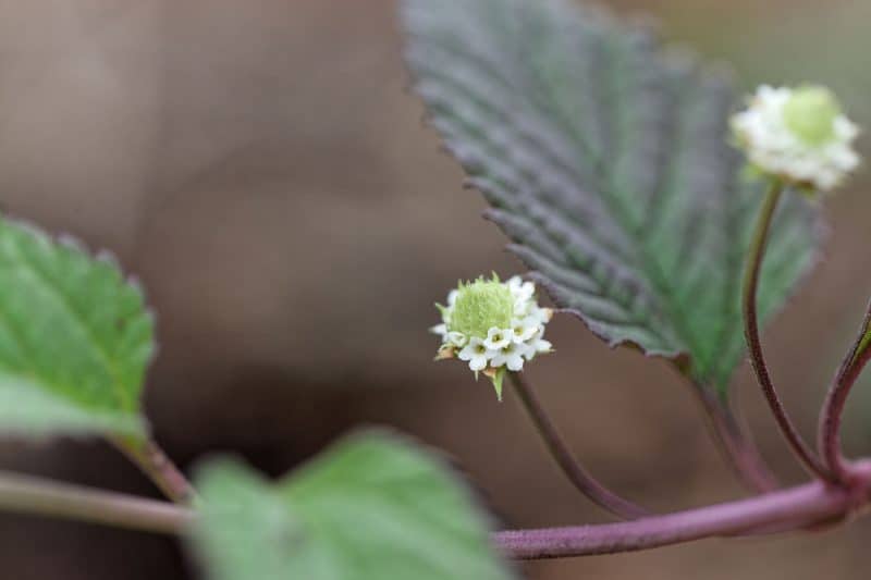 Aztec Sweet Herb: All About Growing This Delightfully Sweet Plant
