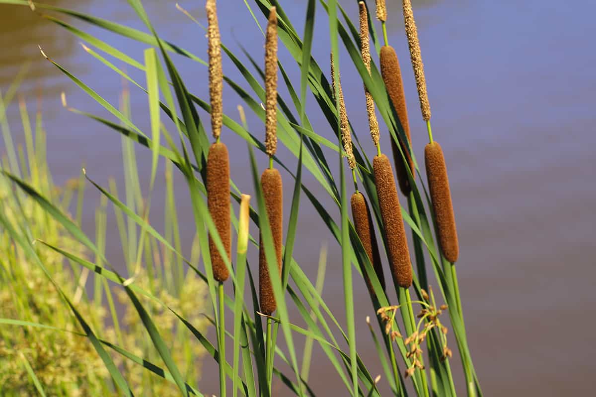 15 brilliant uses for cattails