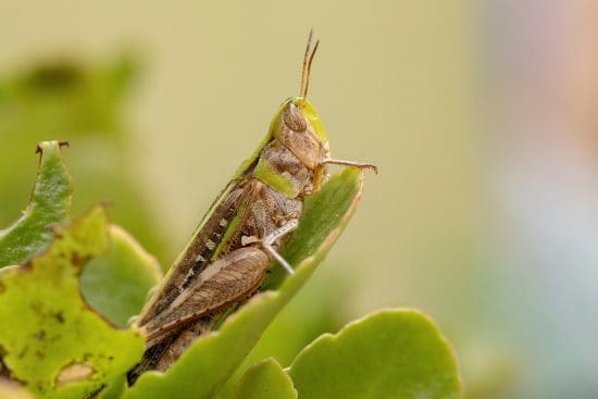 How to Prevent and Get Rid of Grasshoppers in Your Garden