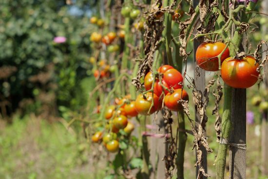 10 Common Tomato Diseases To Watch Out For in Your Garden