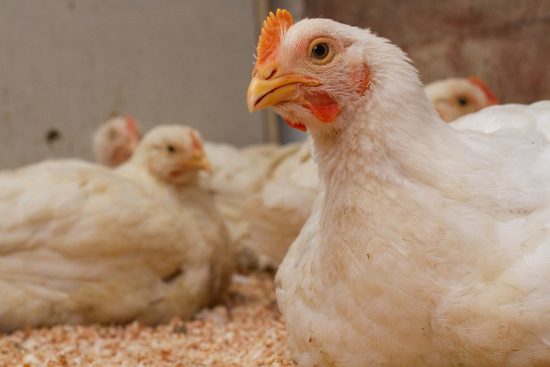 7 Mistakes You Can Make When Raising The Broiler Chicken