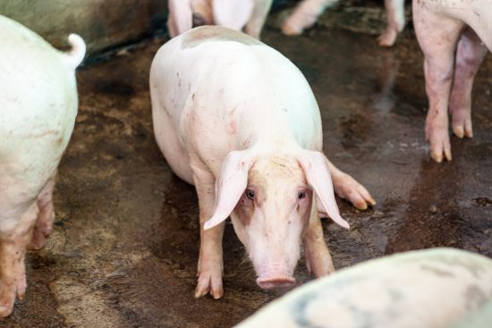10 Common Causes of Lameness in Pigs with Treatment and Prevention Tips