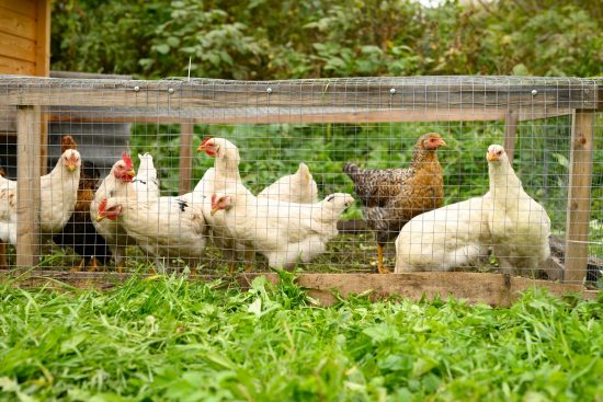 6 Alternative Ways to Raising Chickens Without a Coop
