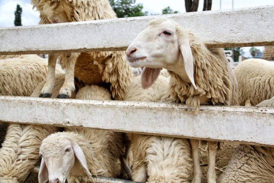 8 Common Mistakes to Avoid When Raising Sheep
