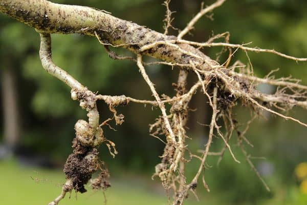 How to Identify, Prevent, and Treat Crown and Root Gall