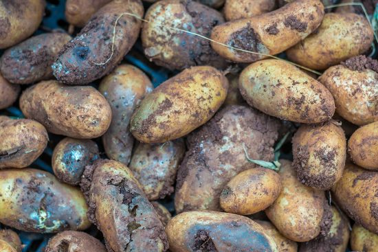 14 Common Potato Diseases and Pests To Watch Out For