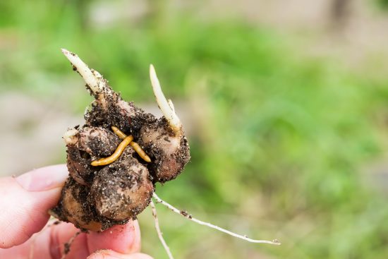 How to Deal with Destructive Wireworms in Your Garden