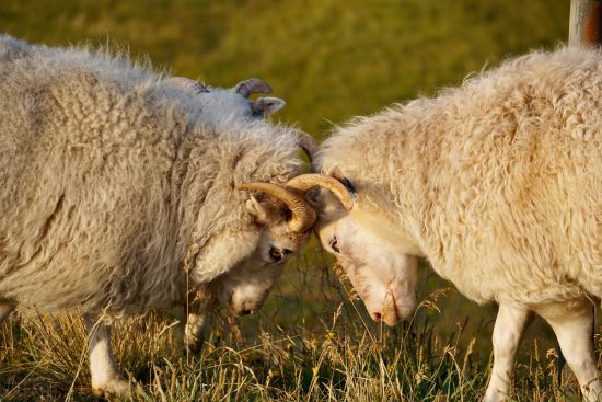 7 Tips for Dealing with Aggressive Rams Safely