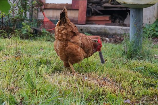 Chickens Eating Mice: Is It Dangerous and How Can You Limit Mouse Visits?